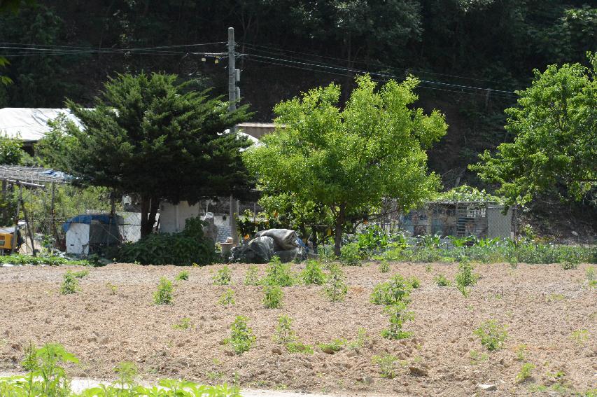 2015 하남면 서오지리 연꽃단지 전경 의 사진