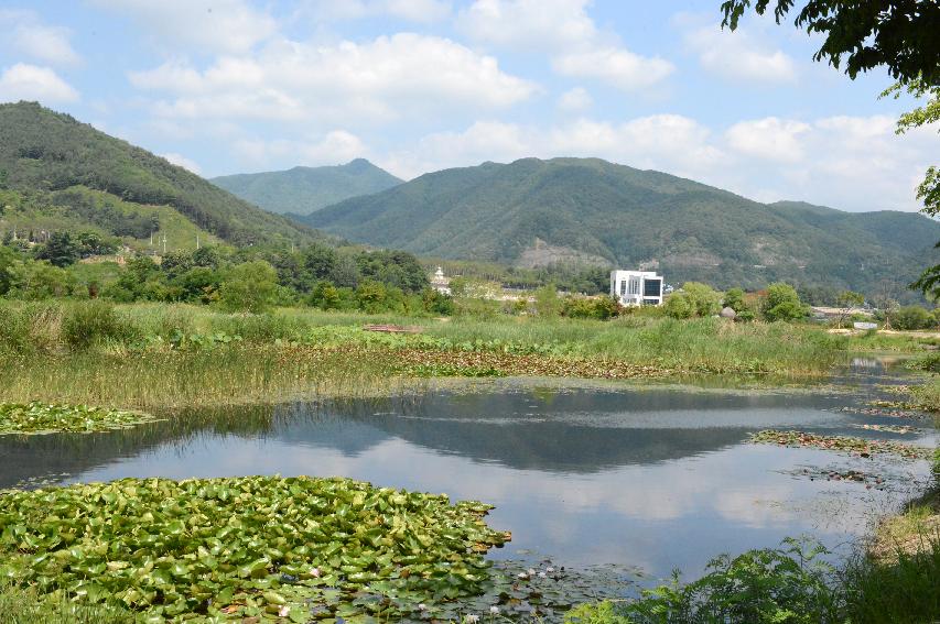 2015 하남면 서오지리 연꽃단지 전경 의 사진