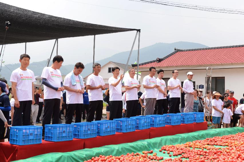 2015 화천 토마토축제장 전경 의 사진