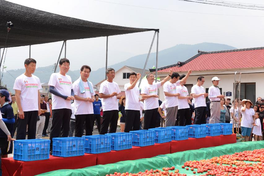 2015 화천 토마토축제장 전경 의 사진