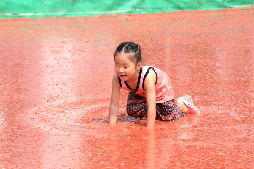 2015 화천 토마토축제장 전경 의 사진