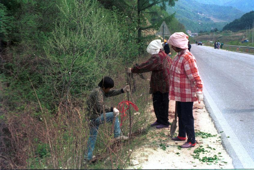 벗나무 의 사진