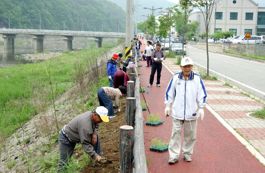 국화꽃길조성 의 사진