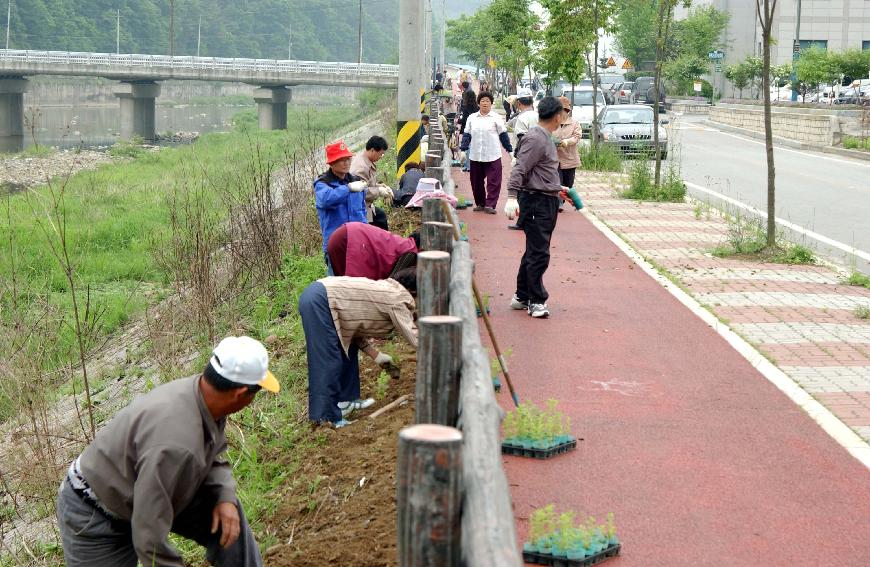 국화꽃길조성 의 사진