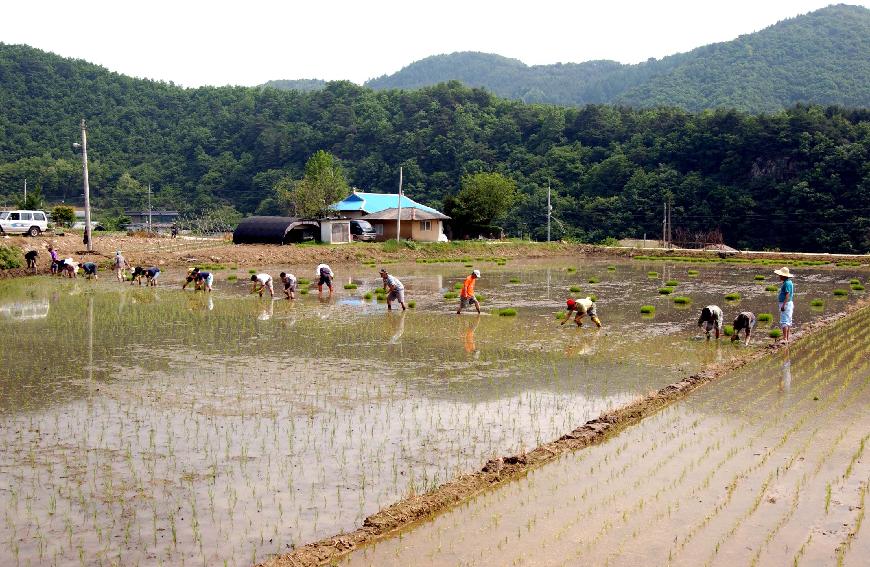 모내기 의 사진