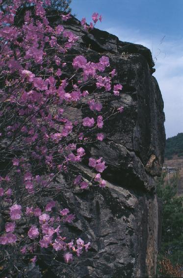 군화 의 사진