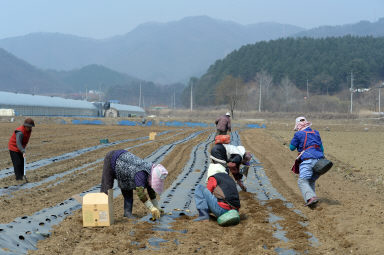 2016 신읍리 파포리 논미리 농촌 전경 의 사진