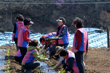2016 사랑의 김치 나눔행사 위한 배추 모종 심기 사진
