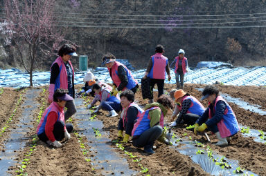 2016 사랑의 김치 나눔행사 위한 배추 모종 심기 의 사진