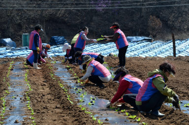 2016 사랑의 김치 나눔행사 위한 배추 모종 심기 의 사진