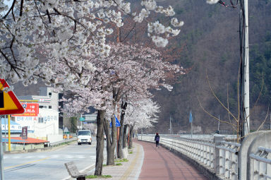 2016 화천읍 시가지 벗꽃 전경 의 사진