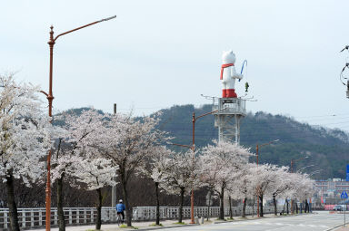 2016 화천읍 시가지 벗꽃 전경 의 사진