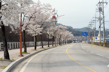 2016 화천읍 시가지 벗꽃 전경 의 사진