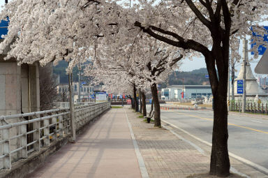 2016 화천읍 시가지 벗꽃 전경 의 사진