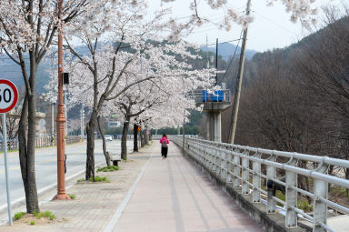 2016 화천읍 시가지 벗꽃 전경 의 사진