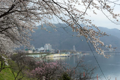 2016 화천읍 시가지 벗꽃 전경 의 사진