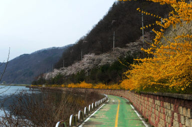 2016 화천읍 시가지 벗꽃 전경 의 사진