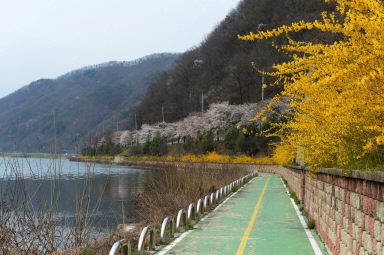 2016 화천읍 시가지 벗꽃 전경 의 사진