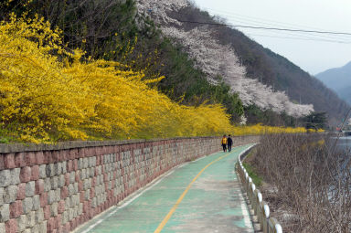 2016 화천읍 시가지 벗꽃 전경 의 사진