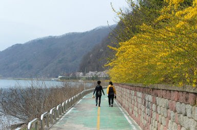 2016 화천읍 시가지 벗꽃 전경 의 사진