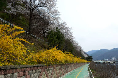 2016 화천읍 시가지 벗꽃 전경 의 사진