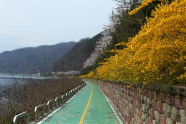 2016 화천읍 시가지 벗꽃 전경 의 사진