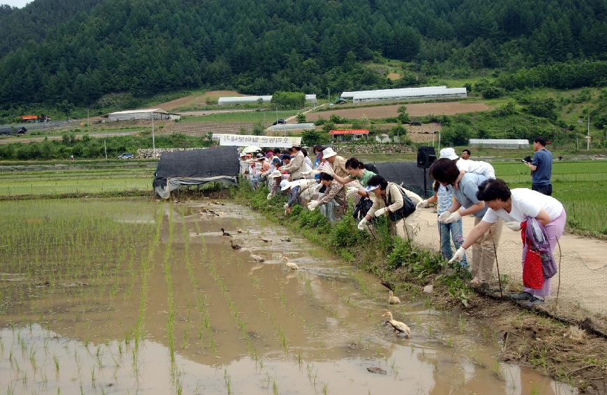 토고미축제 사진