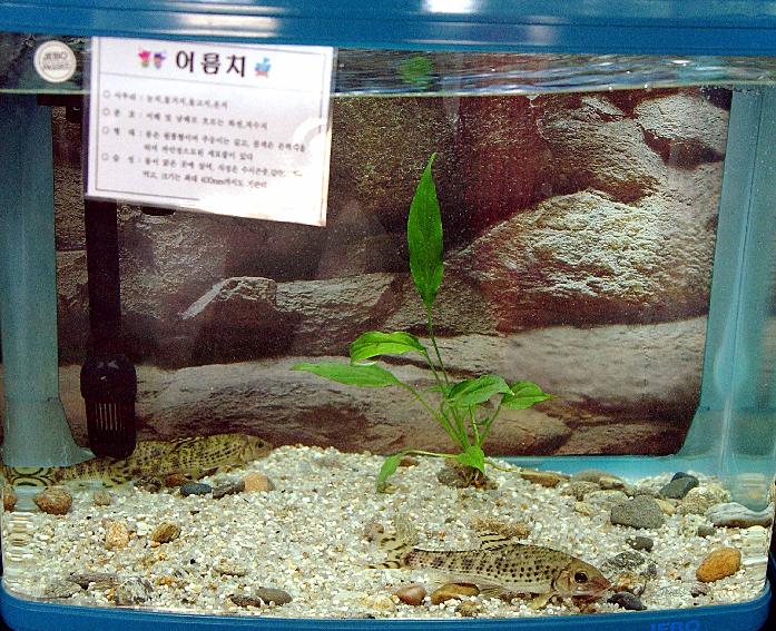 민물고기 전시 의 사진
