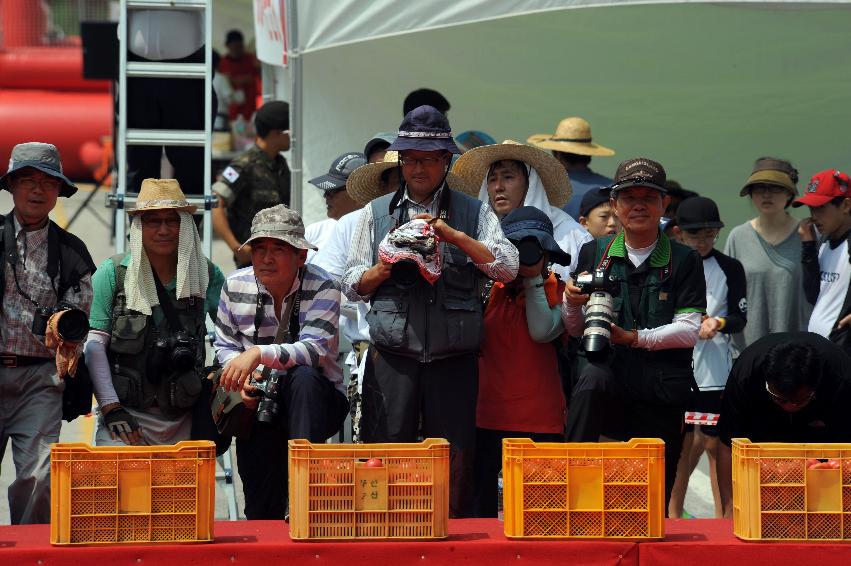 2016 화천토마토축제장 전경 의 사진