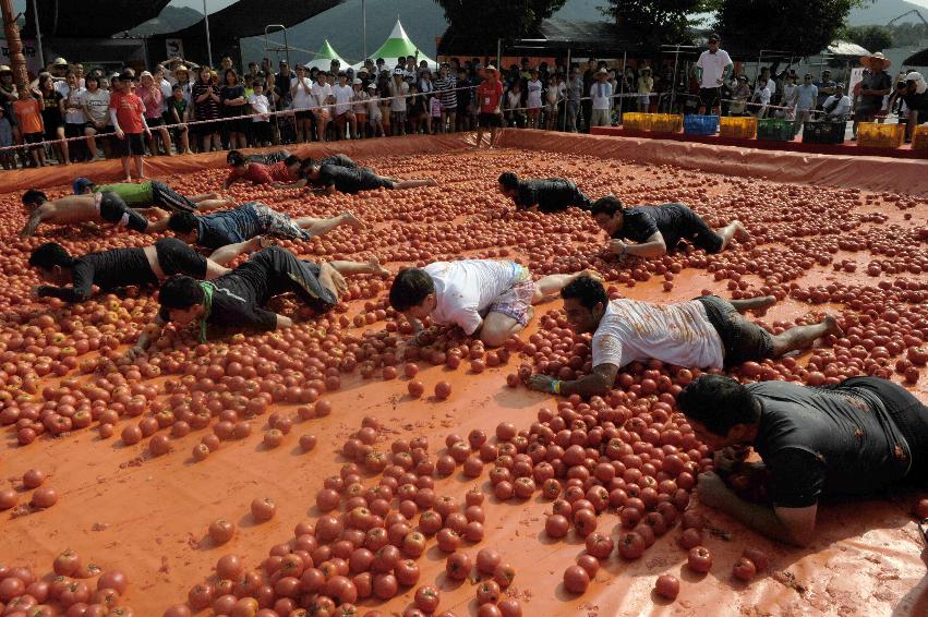 2016 화천토마토축제장 전경 의 사진