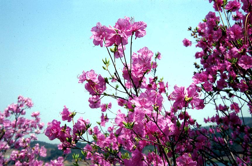 군화 의 사진