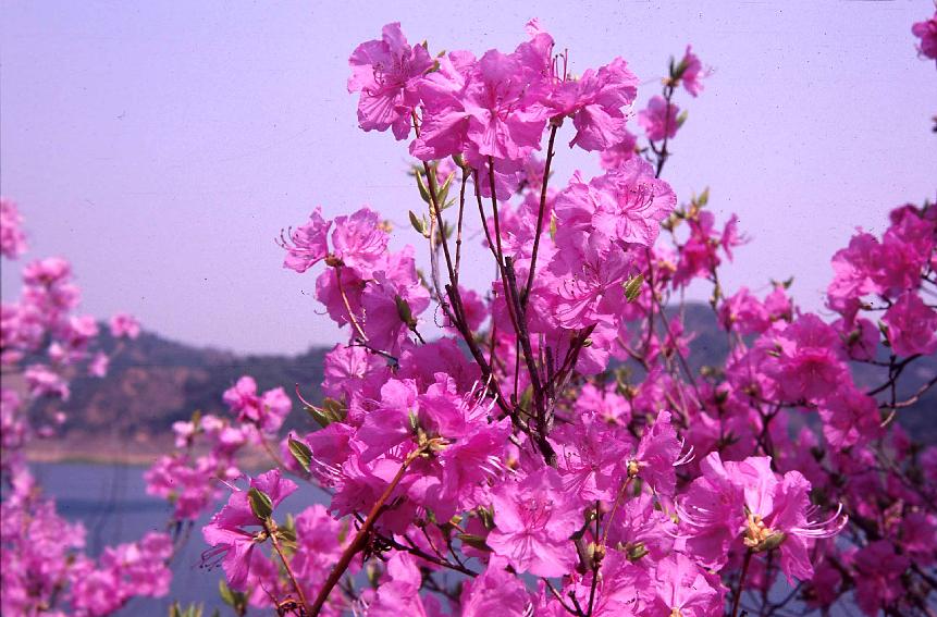 군화 의 사진