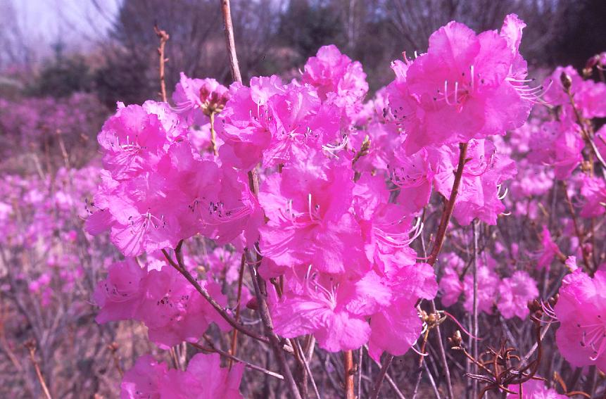 군화 의 사진