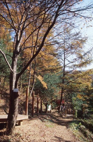 낭천산림욕장 의 사진