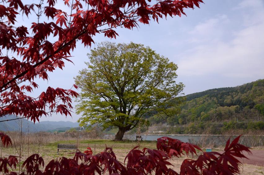 2017 화천군 하남면 거레리 수변공원 사랑나무 전경 의 사진