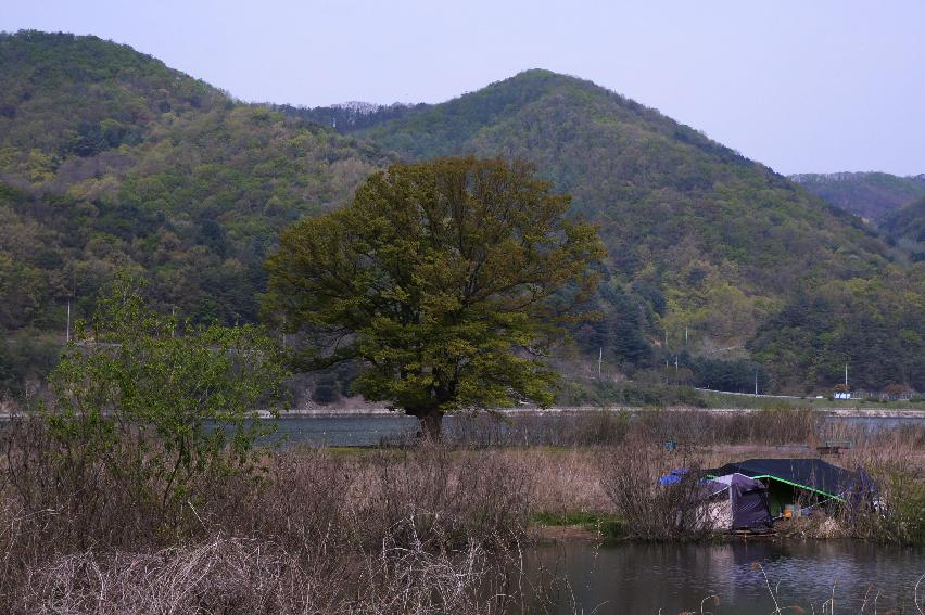 2017 화천군 하남면 거레리 수변공원 사랑나무 전경 의 사진