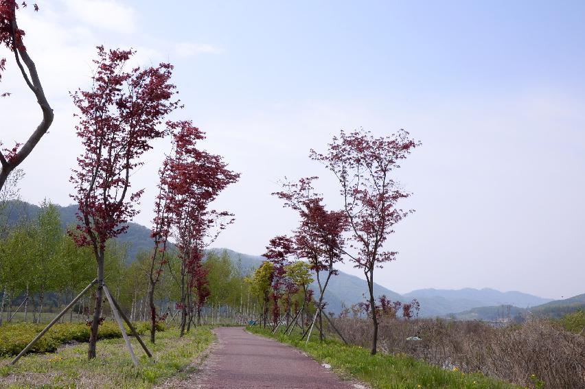 2017 화천군 하남면 거레리 수변공원 사랑나무 전경 의 사진