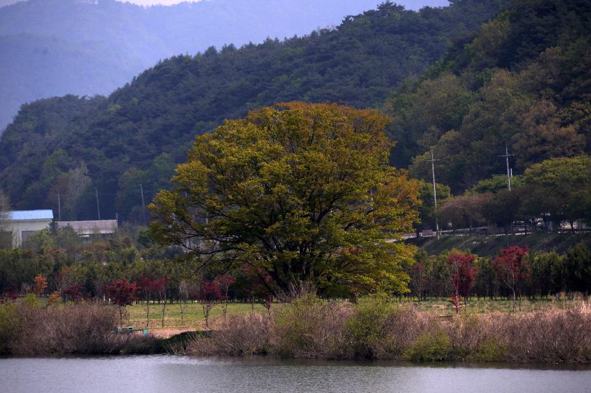 2017 화천군 하남면 거레리 수변공원 사랑나무 전경 의 사진