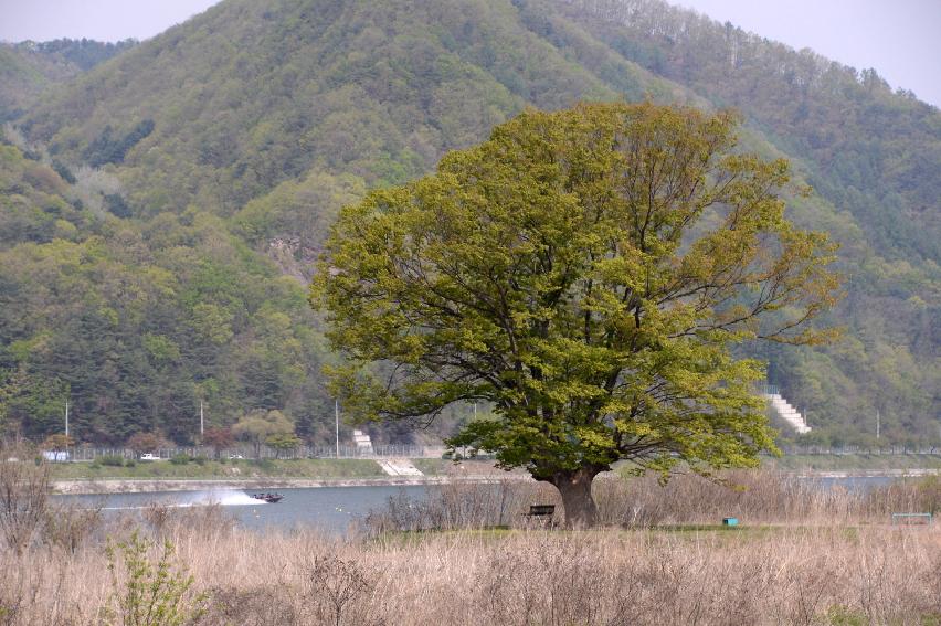 2017 화천군 하남면 거레리 수변공원 사랑나무 전경 의 사진