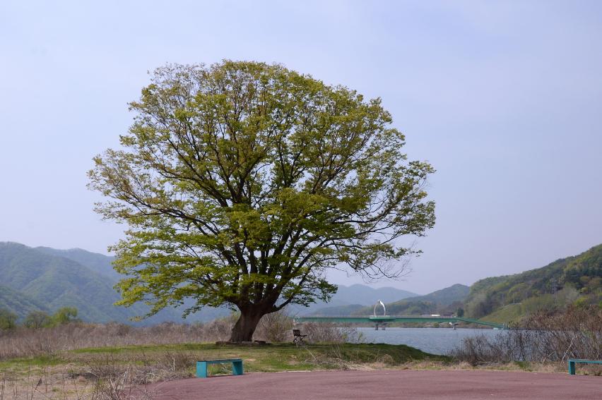 2017 화천군 하남면 거레리 수변공원 사랑나무 전경 의 사진