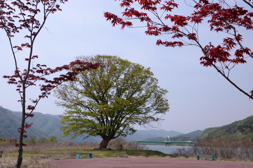 2017 화천군 하남면 거레리 수변공원 사랑나무 전경 의 사진