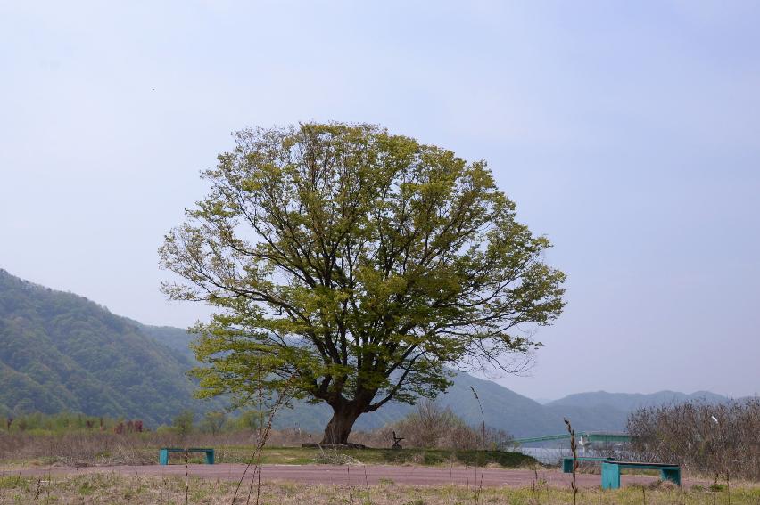 2017 화천군 하남면 거레리 수변공원 사랑나무 전경 의 사진