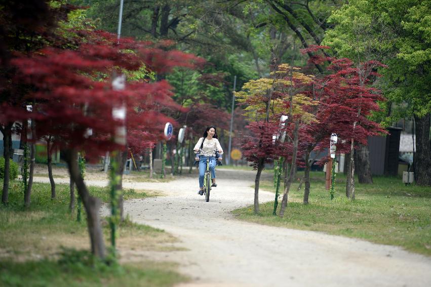 2017 사진 찍기 좋은 화천군 편 (붕어섬)  의 사진