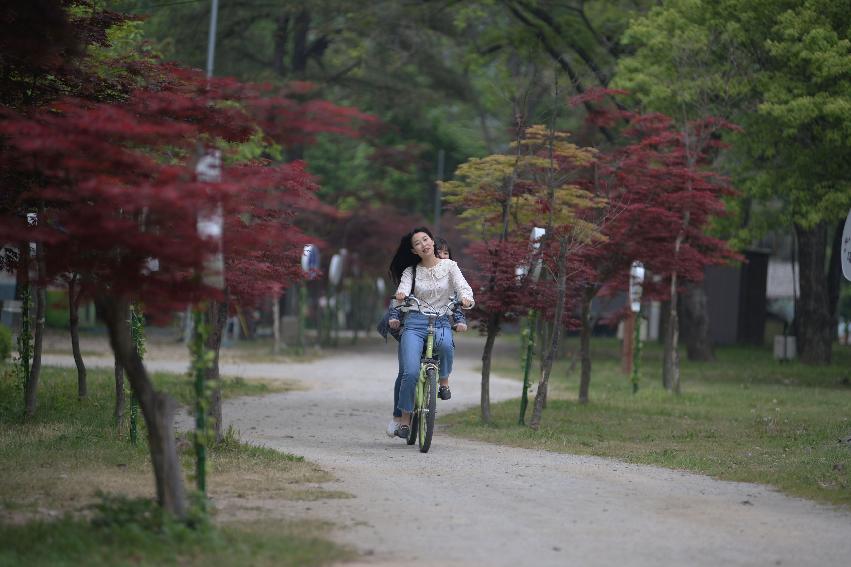 2017 사진 찍기 좋은 화천군 편 (붕어섬)  의 사진