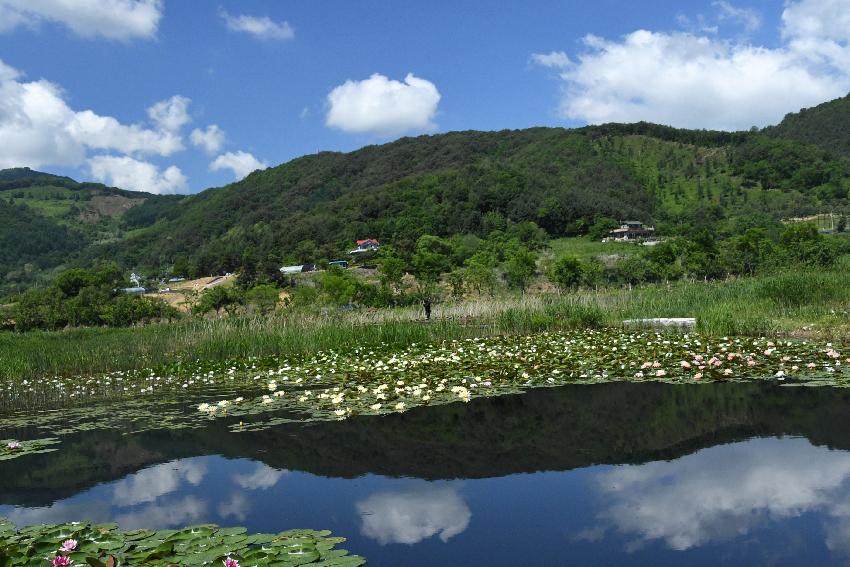 2017 하남면 서오지리 연꽃단지 전경 의 사진