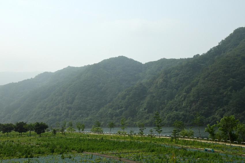 2017 북한강변 공원 논개승마 재배단지 전경 사진