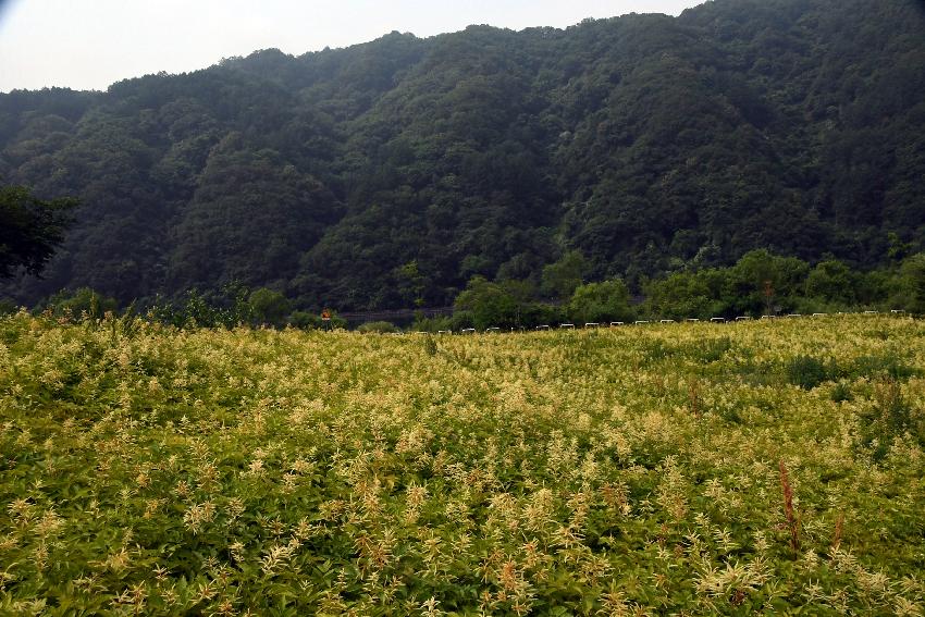 2017 북한강변 공원 논개승마 재배단지 전경 의 사진