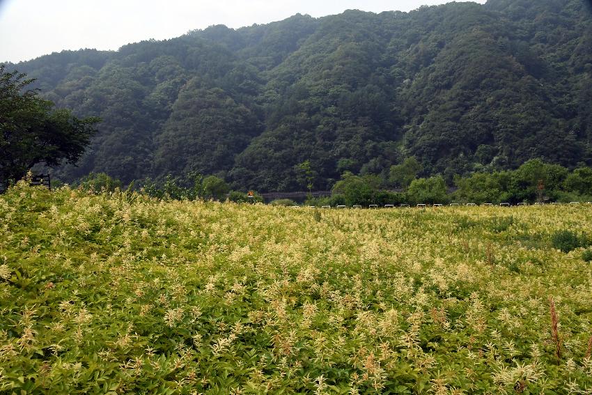 2017 북한강변 공원 논개승마 재배단지 전경 의 사진