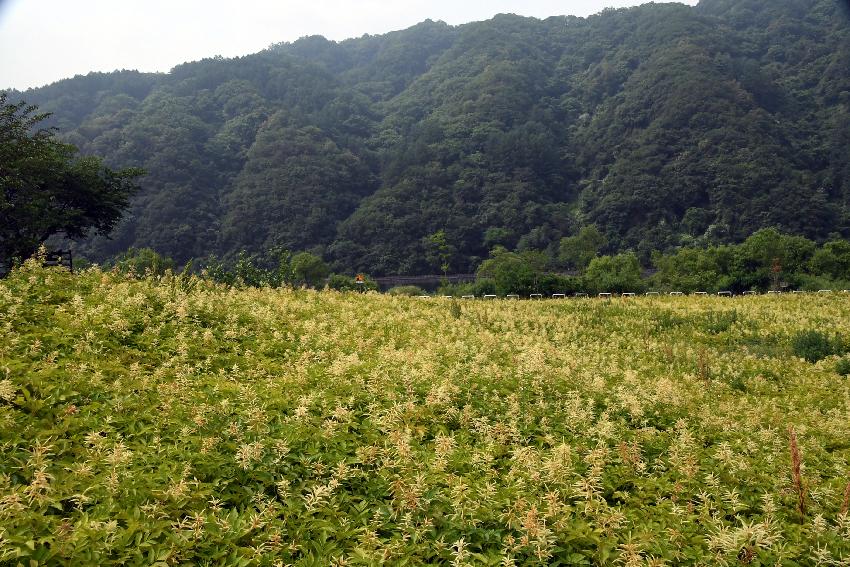 2017 북한강변 공원 논개승마 재배단지 전경 의 사진