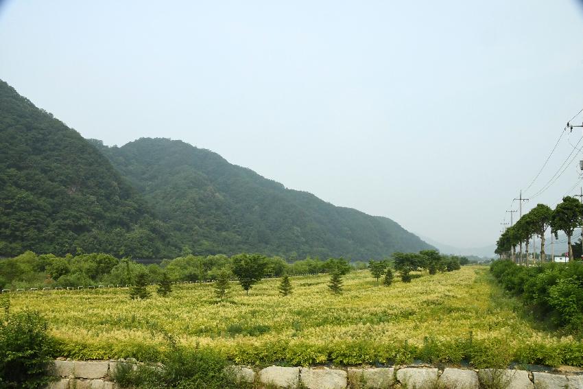 2017 북한강변 공원 논개승마 재배단지 전경 의 사진